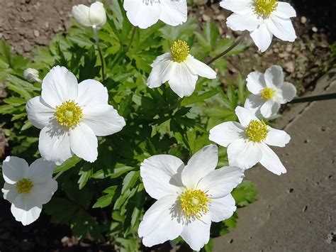 白色花|白い花一覧｜春夏秋冬に分けて画像付きで名前を紹介